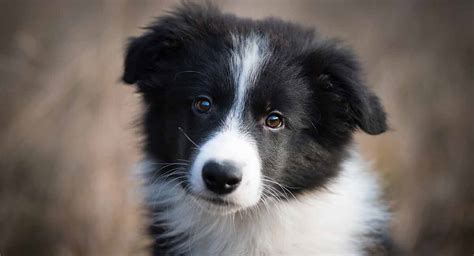 Collies are noble and intelligent, but occasionally can be a bit stubborn. Border Collie Chihuahua Mix - Is This Unusual Hybrid Right ...