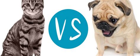 It was removed immediately and switched. Top 6 reasons cats are better than dogs | Catlux Clumping ...