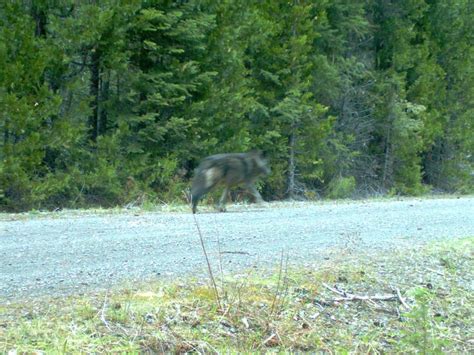 Famous Oregon Wandering Wolf Or 7s Rogue Pack Kills A 7th Cow Katu