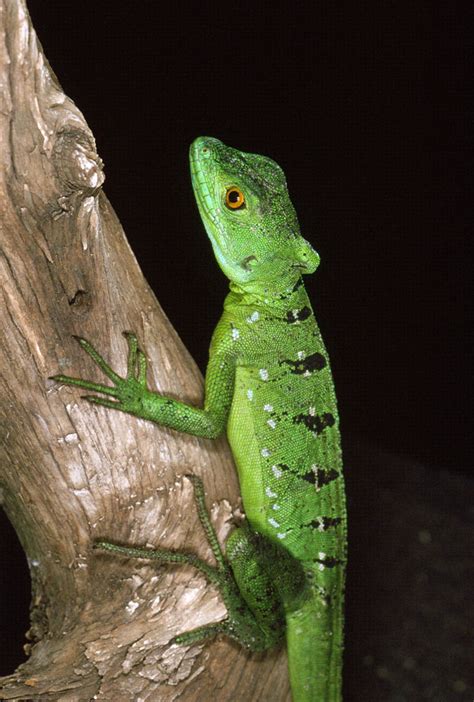 Do garden lizards drink water. Types of Lizards | Reptile Zoo | Reptile Gardens | Reptile ...