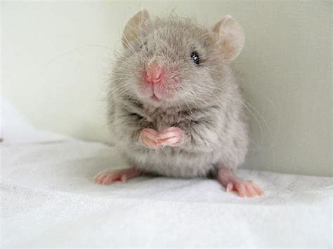 Mouse Animal Hamster Pet Hd Wallpaper Peakpx