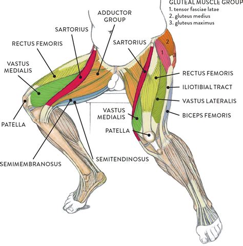 Leg Muscle Diagram Basic Anatomy Of Leg Muscles And Tendons Leg