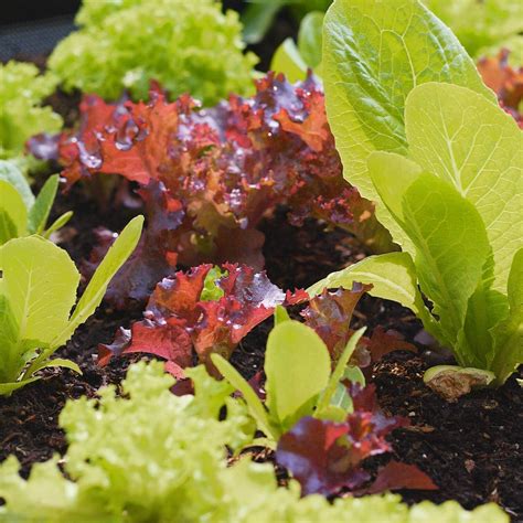Lettuce Loose Leaf Mix Seeds The Seed Collection