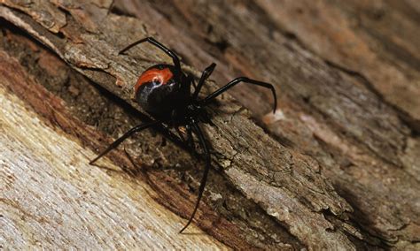 Male Black Widows Mate With Young Female Spiders To Avoid Being Eaten By Older Ones After Sex