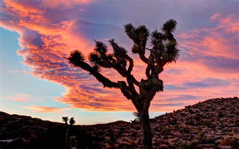 Joshua Tree National Park Full Hd Wallpaper And Background Image