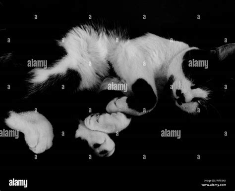 Gato Blanco Y Negro Durmiendo Fotografías E Imágenes De Alta Resolución Alamy