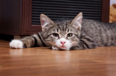 Most of the time, it's perfectly harmless, but vomiting can sometimes be symptomatic of illness. Cat Vomit - Treatments To Help Your Feline Friend