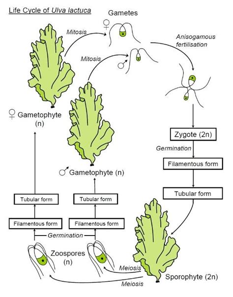 Pin By Aerobe On Algae Life Cycles Plant Science Plant Physiology