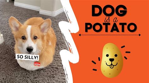 Dog Thinks Hes A Potato Fail Cute Youtube