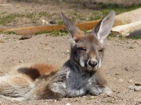 Baby Känguru Foto And Bild Tiere Zoo Wildpark And Falknerei