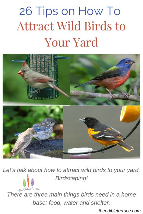 There Are Three Main Things Birds Need In A Home Base Food Water And