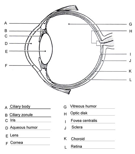 Https://wstravely.com/worksheet/labeling The Eye Worksheet