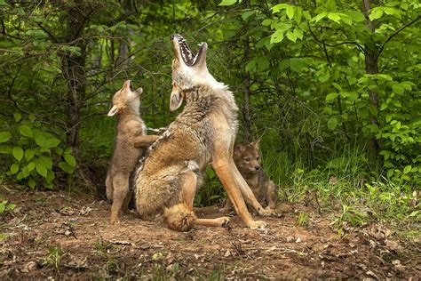 North American Wildlife Jim Zuckerman Photography And Photo Tours