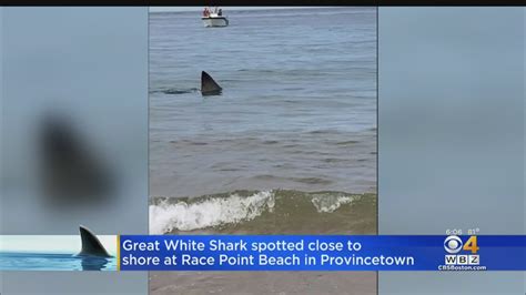 Great White Shark Spotted Close To Beach In Provincetown Youtube