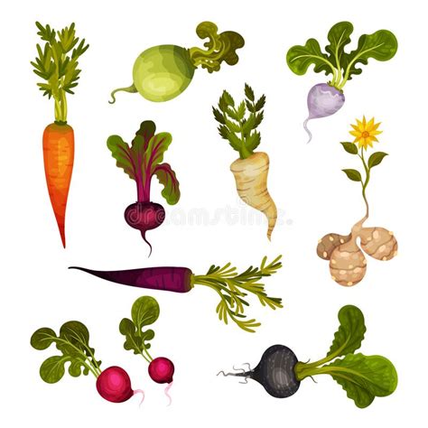 Root Vegetables As Underground Plant Part With Carrot And Beet Vector