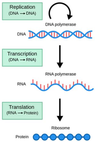 Analysis Of Gene Expression Flashcards Quizlet