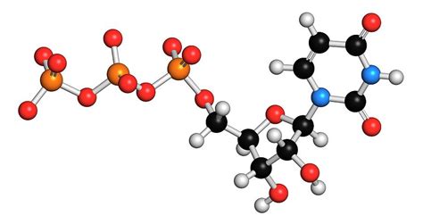 Uridine Triphosphate Nucleotide Molecule Photograph By Molekuul Pixels