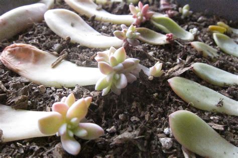 How much water do you need? Propagating Succulents — Needles + Leaves