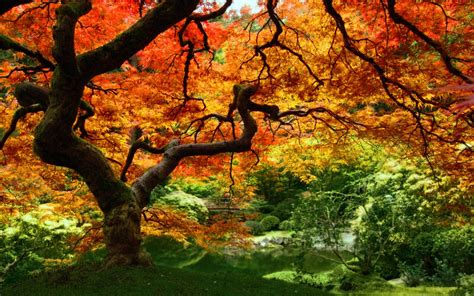 Amazing Nature Autumn Leaves Background Desktop Free