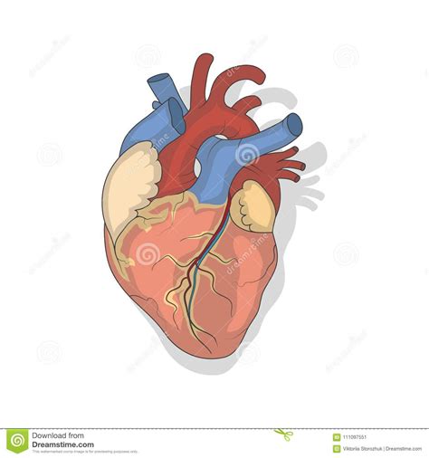 Vector Illustration Anatomical Human Heart Stock Vector Illustration