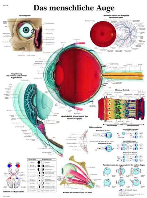 Das Menschliche Auge Lehrtafel Laminiert Anatomie 50 X 67 Cm