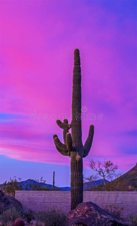 Pink Desert Sunset Sky With Lone Saguaro Stock Image Image Of Sundown