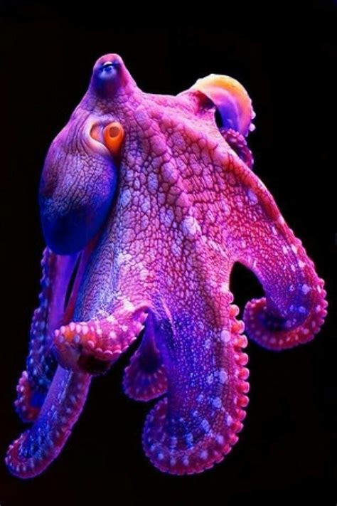 Beautiful Octopus I Def Will Have This Tattooed Soon Ocean Creatures