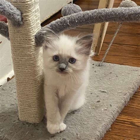 Ragdoll Cats For Sale | Mount Joy, PA #367099 | Petzlover