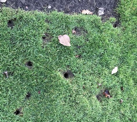 Ask Extension Who Is Making These Holes In My Yard And How Do I Stop