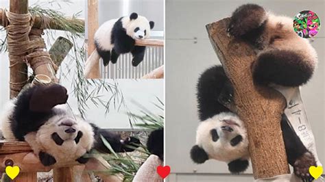 Panda Teamwork 🐼 Aww Cute Panda Funniest Animals Compilationpart 4