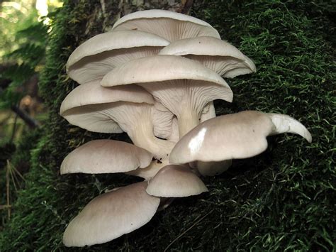 Oyster Mushroom Natures Restaurant A Complete Wild Food Guide