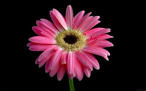 Download Nature Pink Flower Close Up Gerbera Flower Daisy Hd Wallpaper