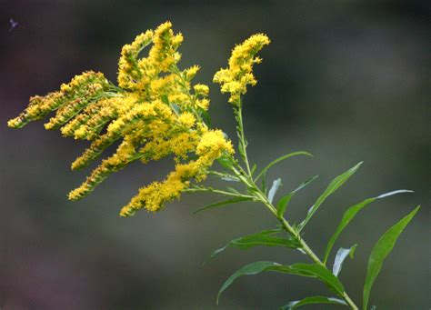 Medicinal Plants Canada Goldenrod