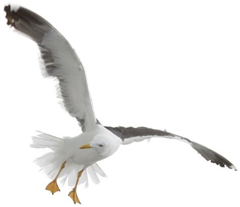 Gull Png Transparent Image Download Size 1500x1292px