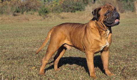 Giant Bull Mastiff Large Dog Breed Dog Breeders Guide