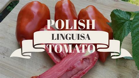 Polish Linguisa Tomato One Of The Best Large Meaty Paste Tomatoes