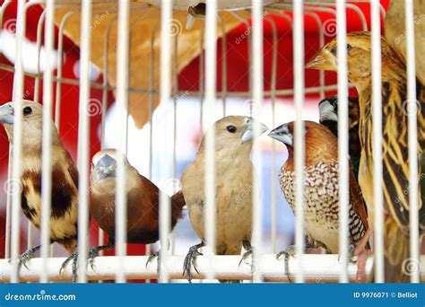 Birds In Cage Stock Image Image Of Claws Looking Birds 9976071