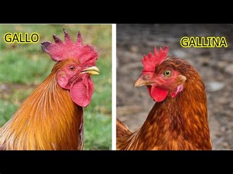 Diferencia Entre Gallo Y Gallina Actualizado Agosto