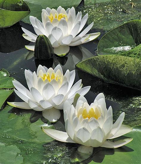 Pink flowers blooming reflected in water. water lilies pictures - Yahoo Image Search Results ...
