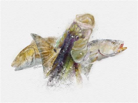 Redfish Artwork Sketch By Mark Erickson Marine Life Artist