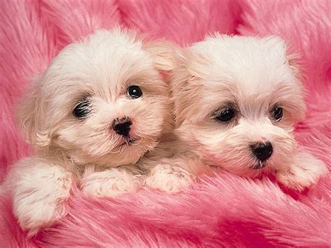 Pink Puppies Cute Animals Puppies Maltese Puppy Training Your Dog