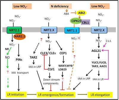 Frontiers Nitrate A Crucial Signal During Lateral Roots Development