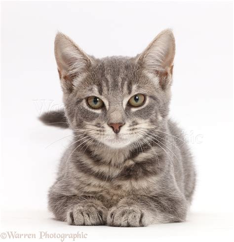10 Grey Tabby Kitten Pictures Furry Kittens