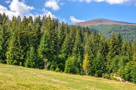 Spruce Forest On A Mountain Hill Side Stock Photo Image Of Peak