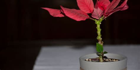 How To Propagate Poinsettia Cuttings Step By Step
