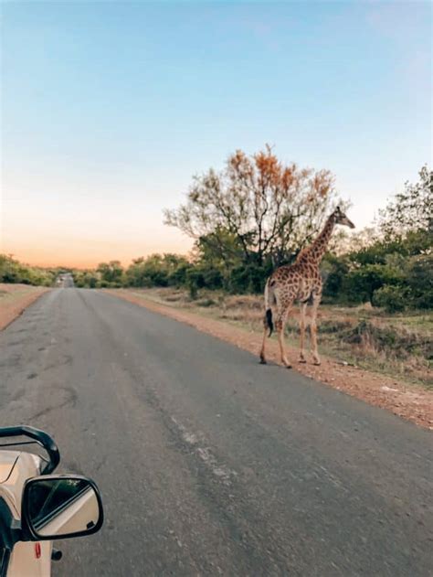 Complete Guide To Safari In Kruger National Park South Africa Stoked