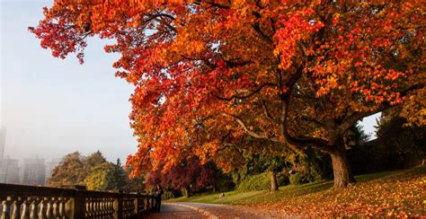 27 photos that perfectly capture Vancouver's fall colours | Curated