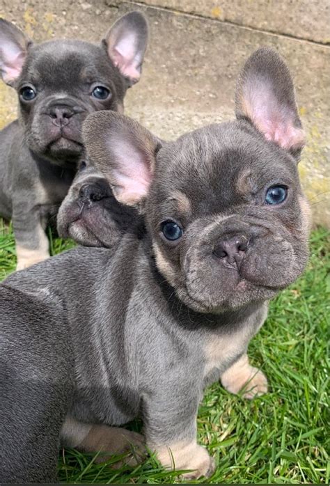 French Bulldog Puppies For Sale Saint Paul Mn 333085