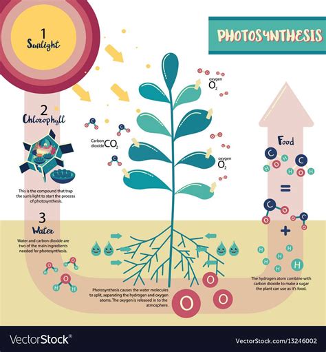 Photosynthesis Anchor Chart Photosynthesis Activities Photosynthesis Images