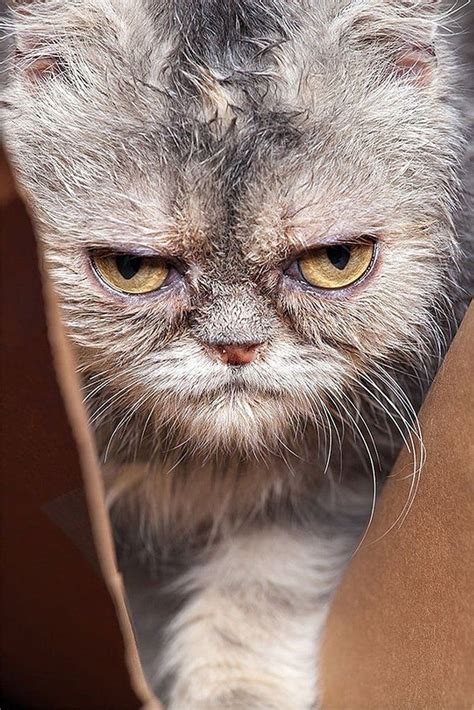 30 Of The Worlds Angriest Looking Cats Are Just Adorable In 2021